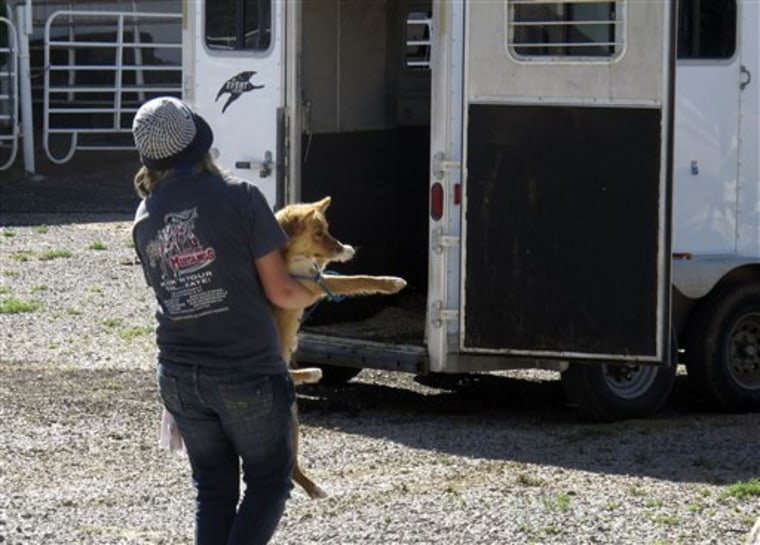 Volunteer Angela Baxter carries a dog from a spay-neuter clinic in Gallup, N.M. on July 14 to another volunteer’s horse trailer for transport back to its family on the Navajo Nation. The Navajo Nation - and many other tribal lands - are struggling to control a growing problem of stray, feral or just neglected and loose dogs. 